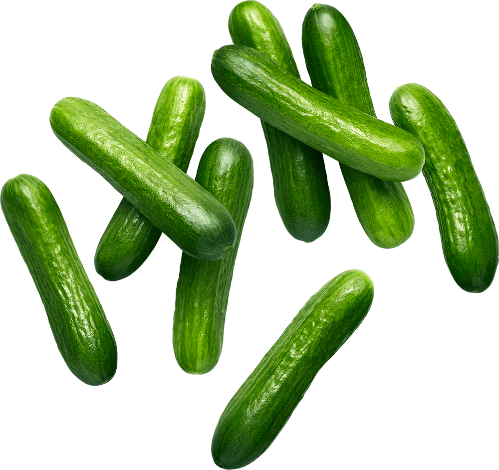 Fresh Cucumber, Organic, English